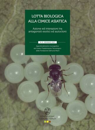 Immagine: Lotta biologica alla cimice asiatica