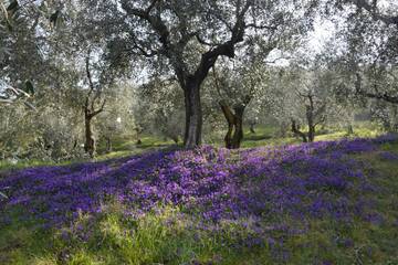 Immagine: FONDAZIONE MACH NOTIZIE OLIVICOLTURA N. 1_2026