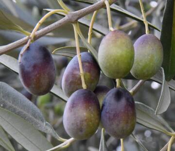 Immagine: FONDAZIONE MACH NOTIZIE OLIVICOLTURA N. 2_2026