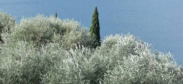 Immagine: FONDAZIONE MACH NOTIZIE OLIVICOLTURA N. 3_2026