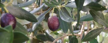 Immagine: FONDAZIONE MACH NOTIZIE OLIVICOLTURA N. 4_2026
