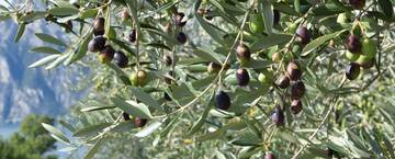 Immagine: FONDAZIONE MACH NOTIZIE OLIVICOLTURA N. 5_2026