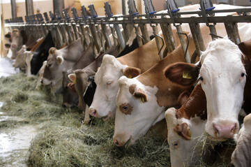 Immagine: FONDAZIONE MACH NOTIZIE ZOOTECNIA N. 1_2025
