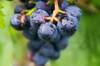 Immagine decorativa per il contenuto 14a Giornata tecnica della vite e del vino