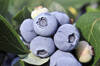 Immagine decorativa per il contenuto 7a Giornata tecnica Piccoli frutti