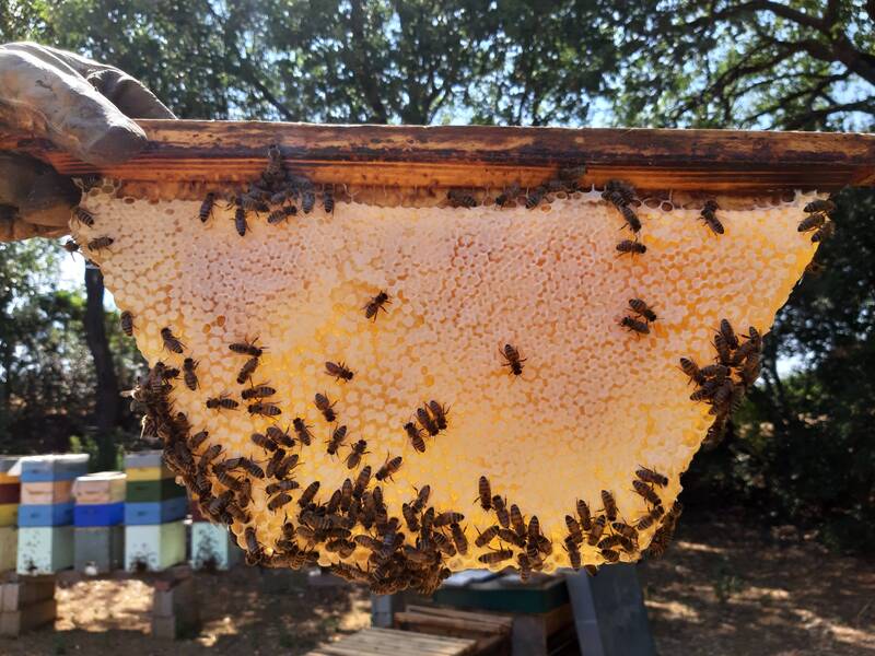 La cera d’api: tecniche di produzione e valorizzazione