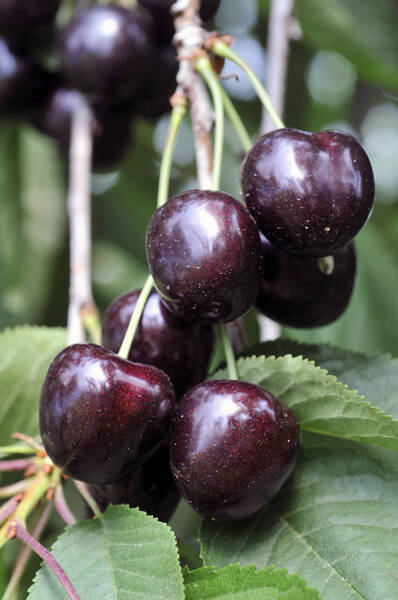 Consulenza tecnica piccoli frutti e ciliegio