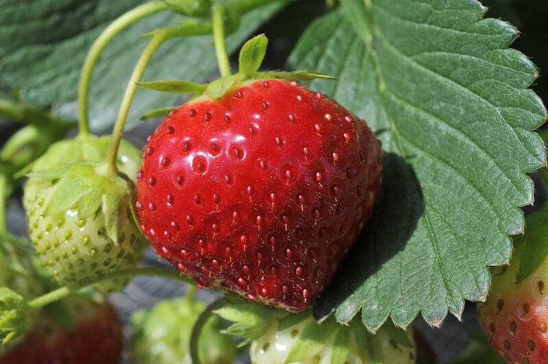 9a Giornata tecnica piccoli frutti