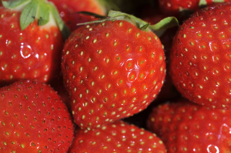 10a Giornata tecnica piccoli frutti