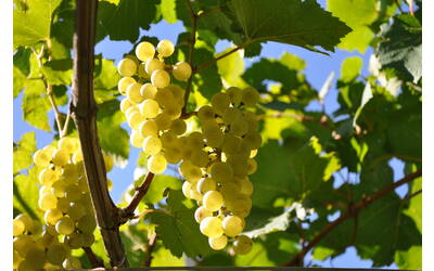 Immagine: agosto 2010 081