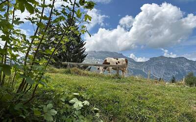 Immagine: alpeggio val d'aosta