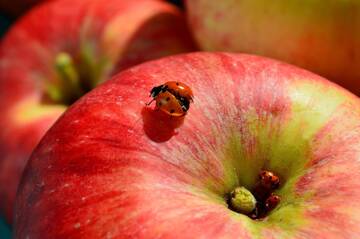 Immagine: apple-g7360a5701_1920