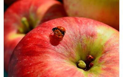 Immagine: apple-g7360a5701_1920