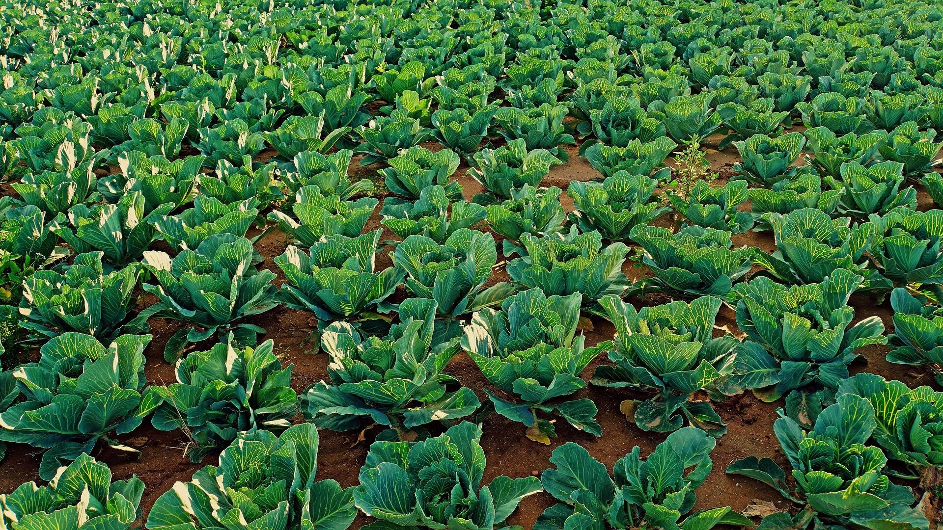 Immagine: cabbage-field-gfdd3ba810_1920
