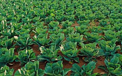 Immagine: cabbage-field-gfdd3ba810_1920