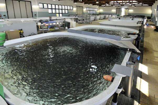 Immagine: centro ittico lq