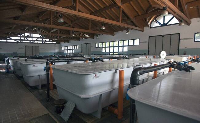 Immagine: centro itticolq2