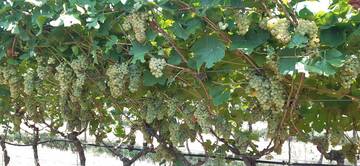 Gestione biologica e integrata allo specchio, 10 anni di prove a confronto