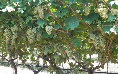 Immagine: confronto gestioni vigneto - campus FEM (8)