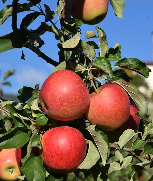 26a Giornata tecnica frutticola