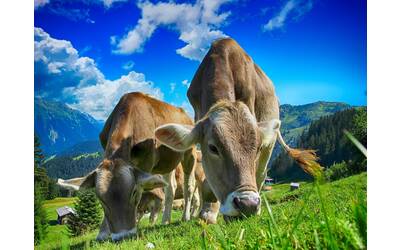 Immagine: cows-2641195