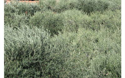 Immagine: DSC_0004 (3)