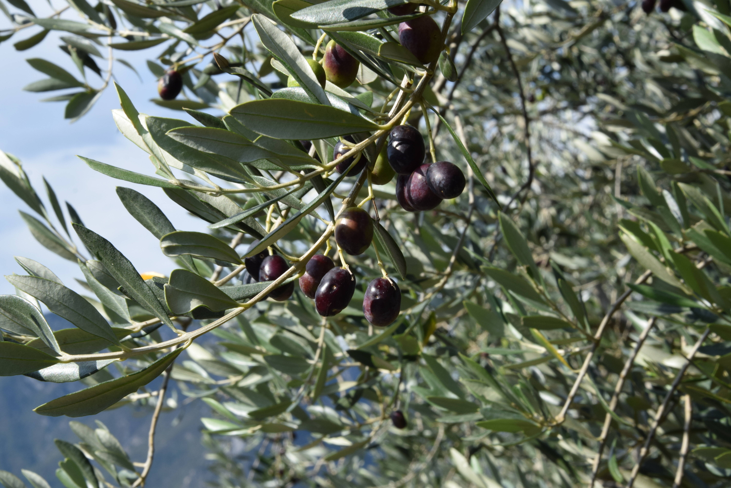 Immagine: DSC_0008 (2)