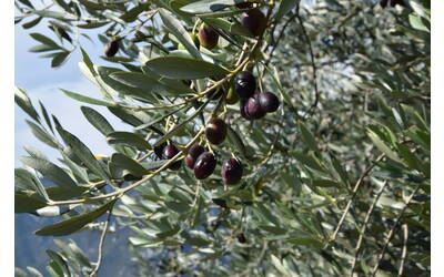 Immagine: DSC_0008 (2)