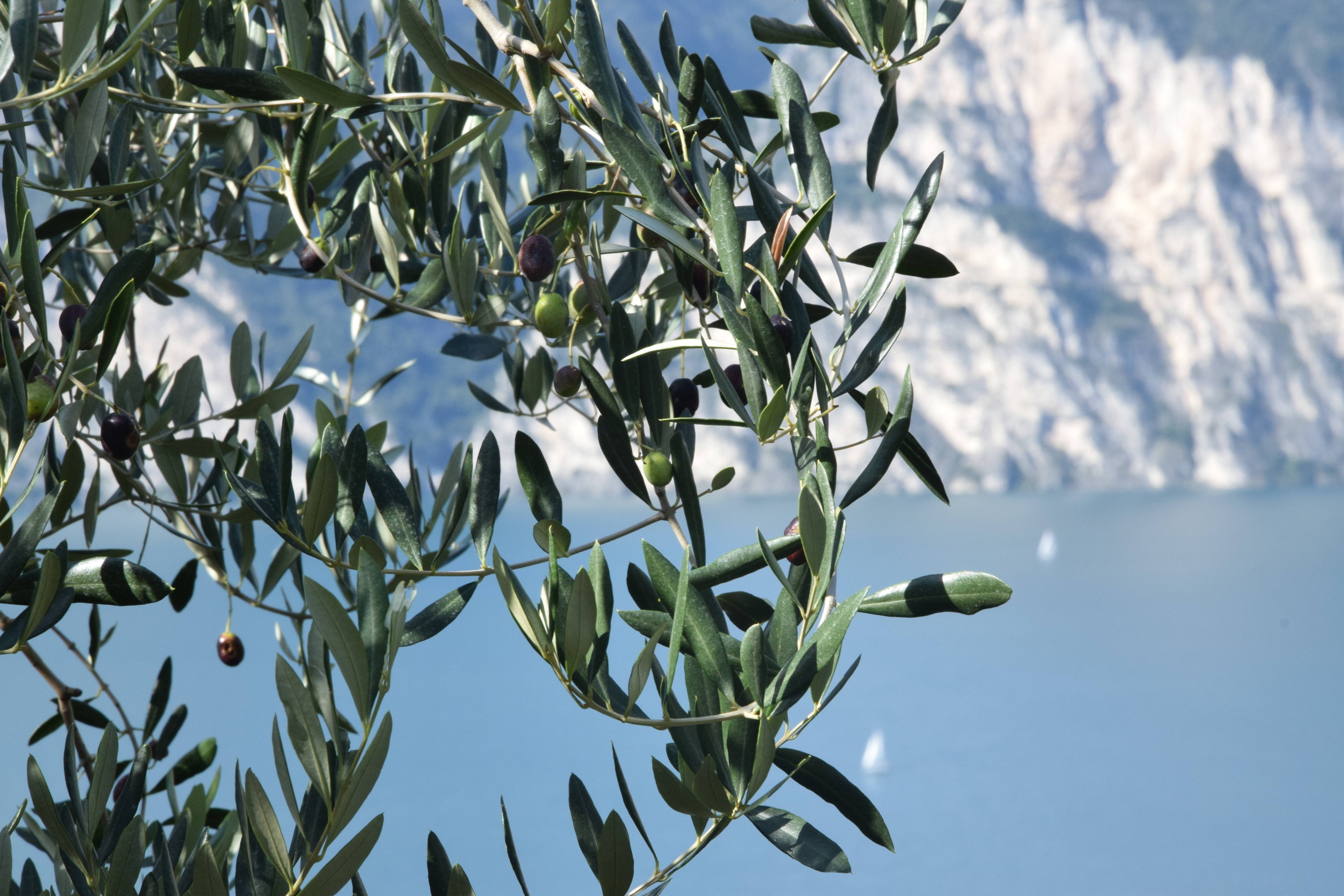 Immagine: DSC_0021 (2)