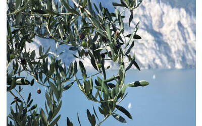 Immagine: DSC_0021 (2)