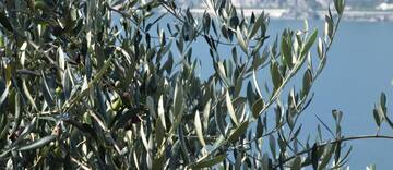 3^ Giornata olivicola, focus su produzione e prospettive in Trentino, Nord Italia e Slovenia