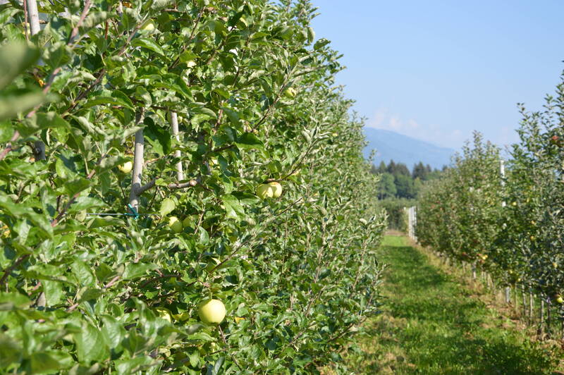 Porte aperte al frutteto sperimentale di Denno 2025
