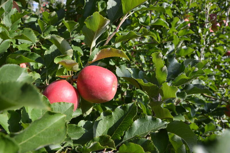 28a Giornata tecnica frutticola