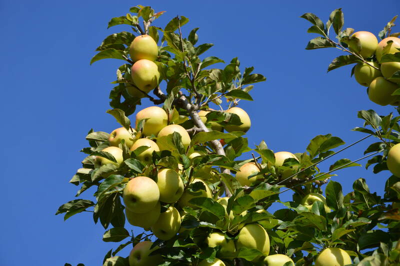 27a Giornata tecnica frutticola