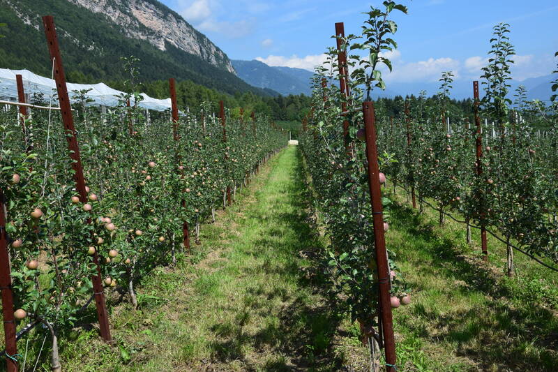 Porte aperte al frutteto sperimentale di Denno