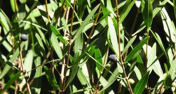 Immagine: DSCN0953 TAGLIATA