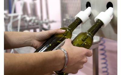 Immagine: FEM Cantina di Microvinificazione 3296-02
