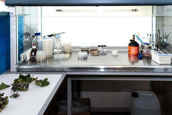 Immagine: FEM Laboratorio Diagnostica Fitopatologica 3479 LR