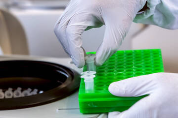 Immagine: FEM Laboratorio Diagnostica Fitopatologica 3764-02