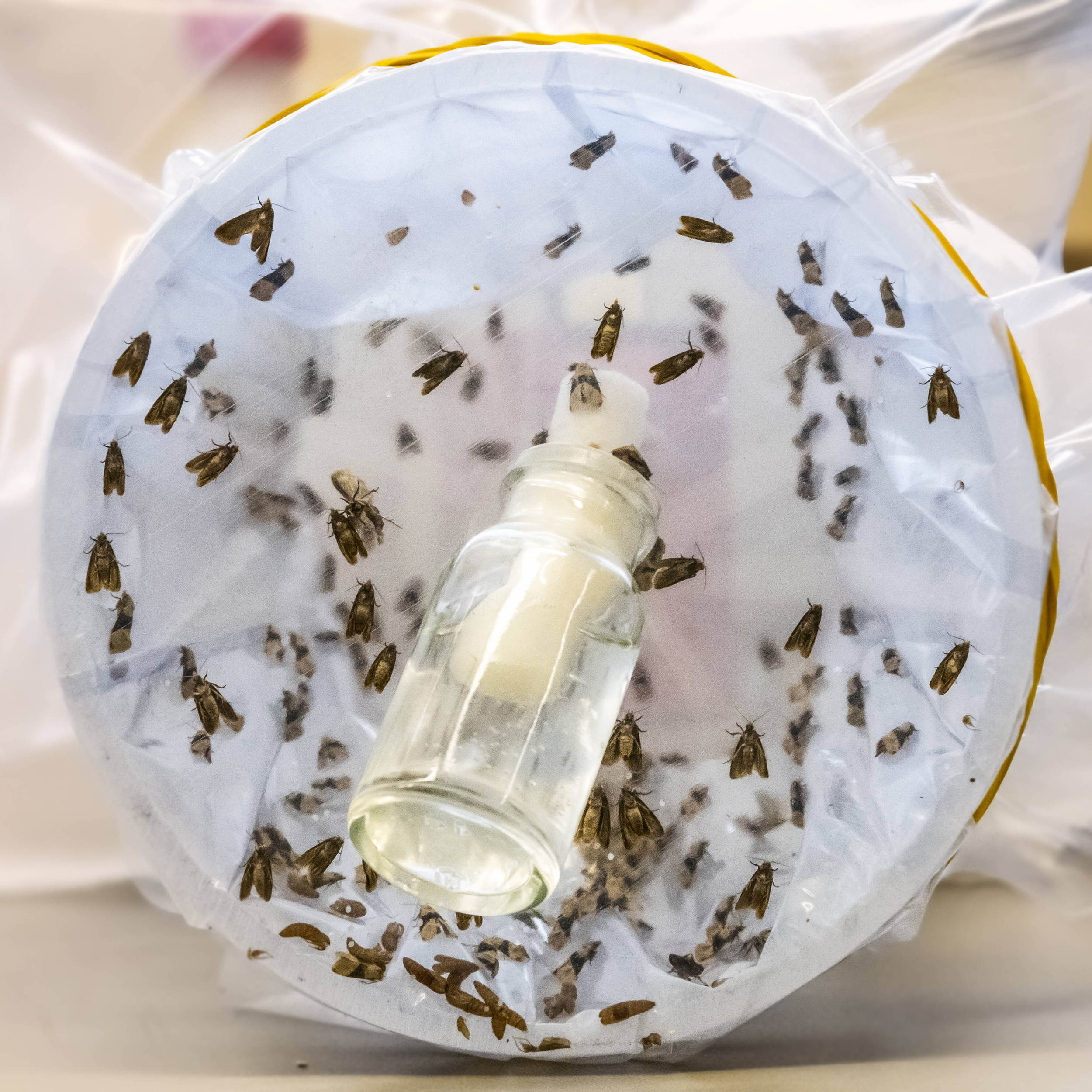 Immagine: FEM Laboratorio Diagnostica Fitopatologica 3879-02