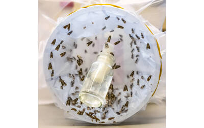 Immagine: FEM Laboratorio Diagnostica Fitopatologica 3879-02