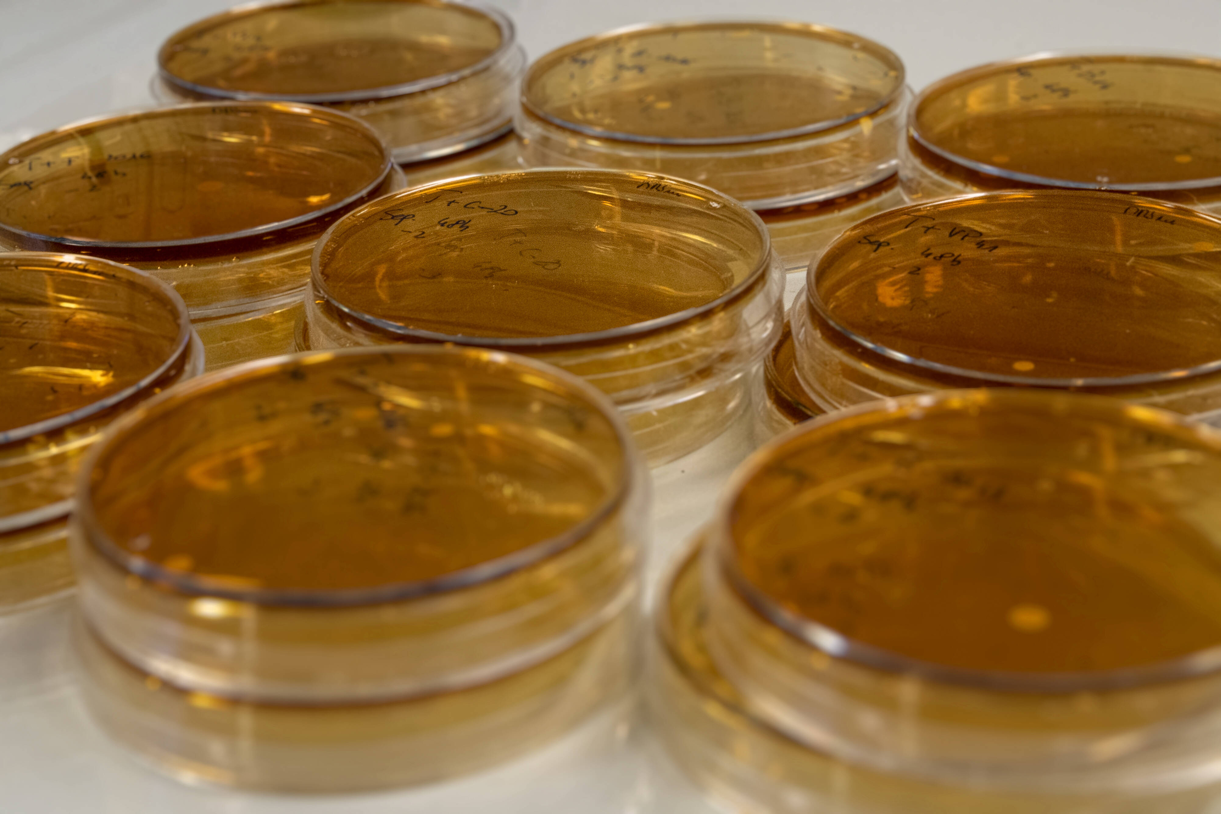 Immagine: FEM microbiologia 0872-02