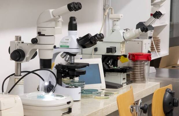 Immagine: FEM microbiologia 0917lq