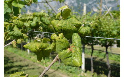 Immagine: flavescenza dorata (1)