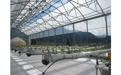 Immagine: fragola 024