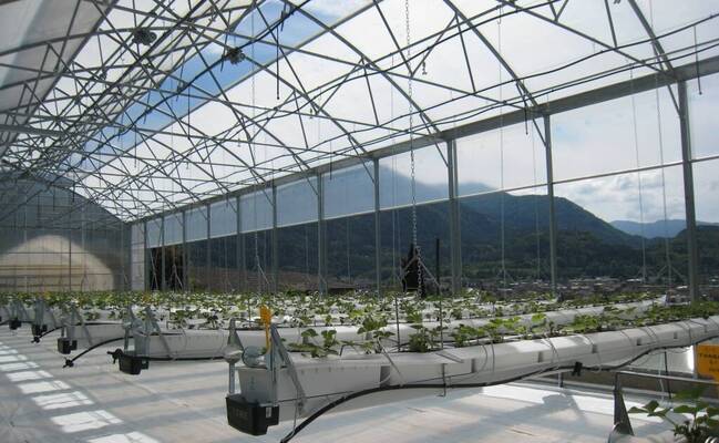 Immagine: fragola 024