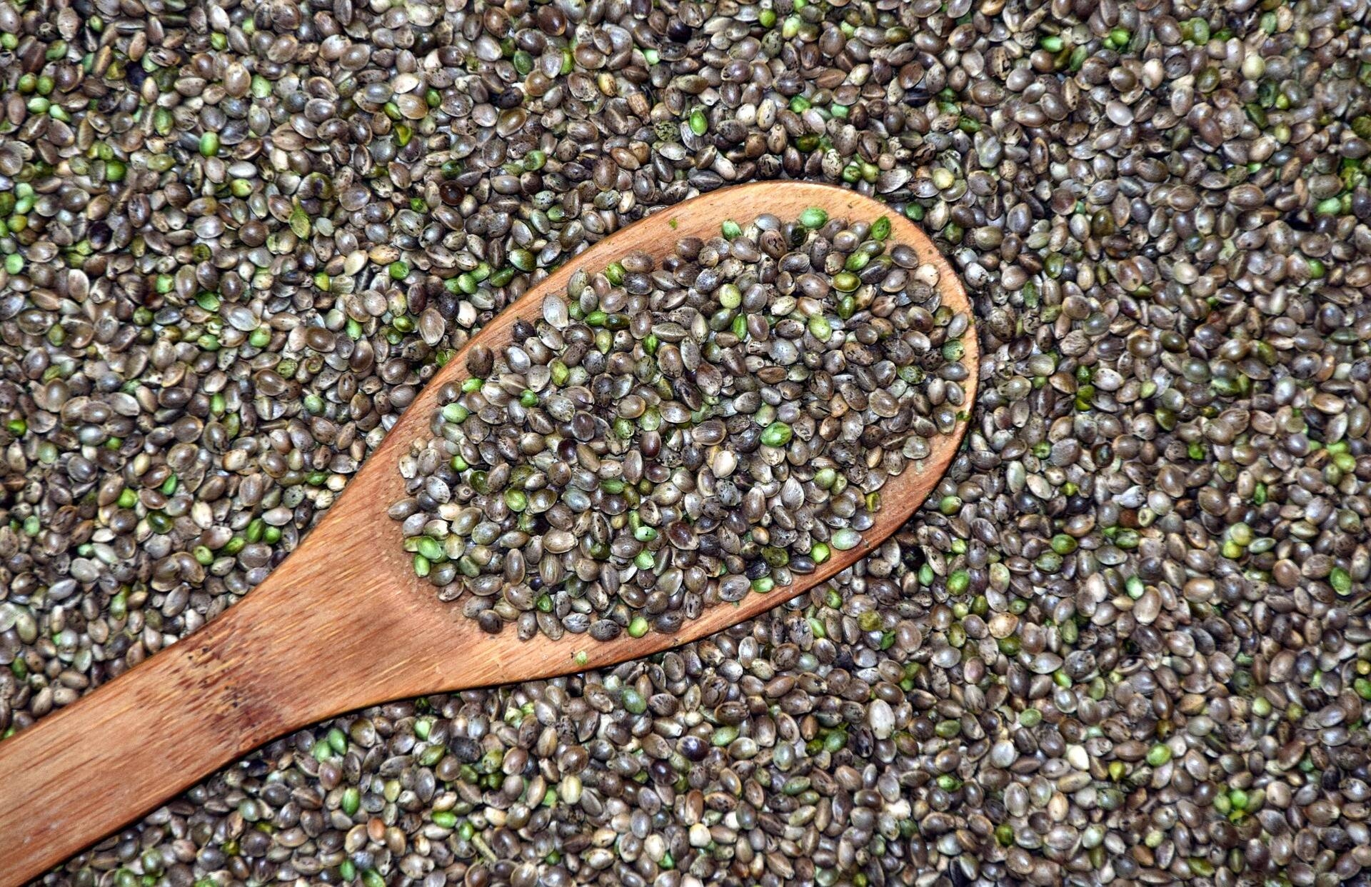 Immagine: hemp-g6fa720748_1920