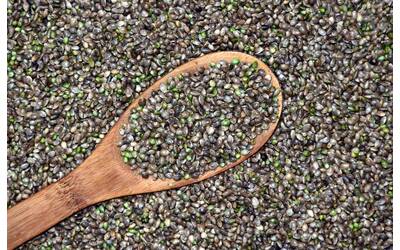 Immagine: hemp-g6fa720748_1920