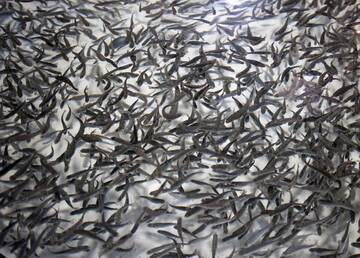 In Trentino un progetto innovativo di economia circolare per zootecnia e acquacoltura