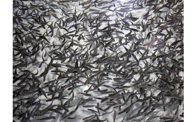 Immagine: image013 (1)